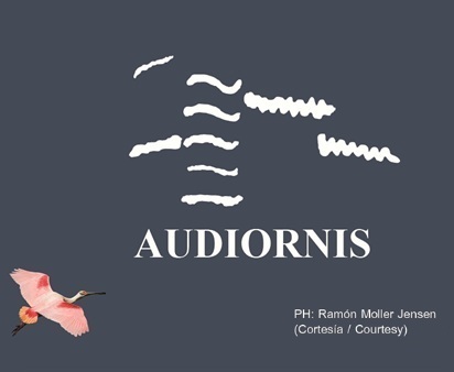 Audiornis
